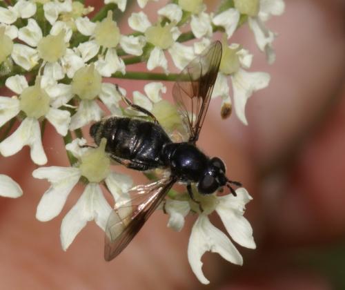 Réf. 246 680 : Pipiza lugubris